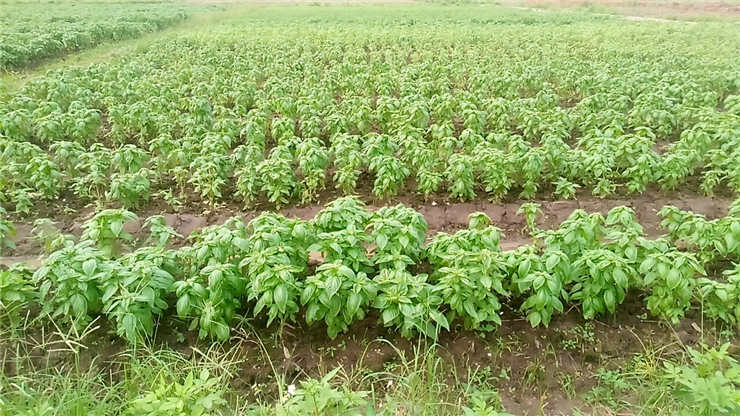 PA视讯(中国)集团官网 - PlayAce